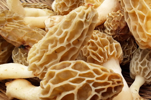 羊肚菌的五大功效作用