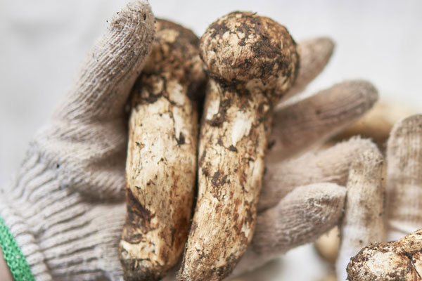 松茸燴白果的營(yíng)養(yǎng)價(jià)值 松茸燴白果的營(yíng)養(yǎng)價(jià)值