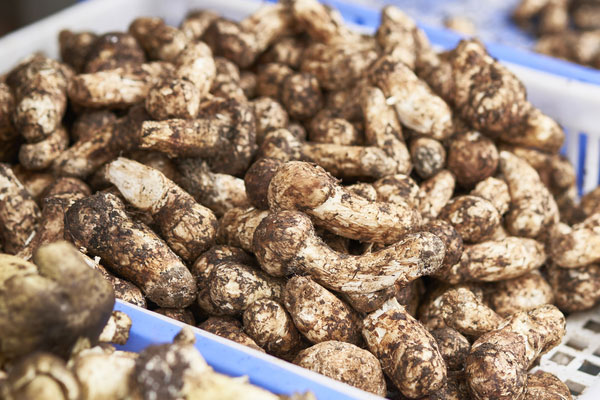 松茸燴白果的食用禁忌 松茸燴白果的食用禁忌