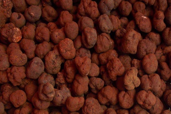 黑松露花甲蒸娃娃菜需要蒸幾久熟 黑松露花甲蒸娃娃菜需要蒸幾久熟