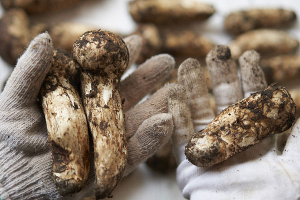 豌豆素炒松茸的禁忌人群 豌豆素炒松茸的禁忌人群