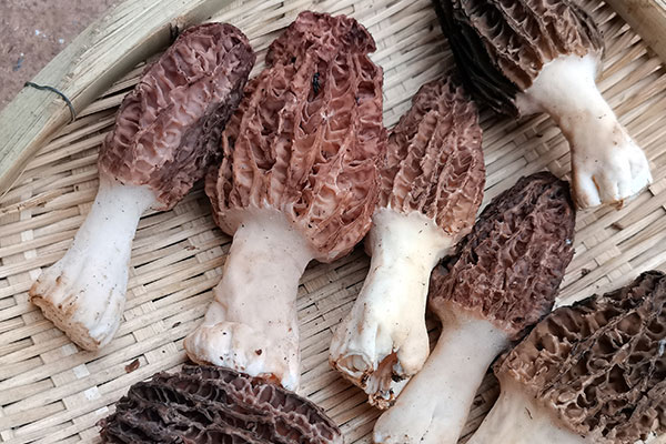 羊肚菌玉米炒松仁的功效作用 羊肚菌玉米炒松仁的功效作用