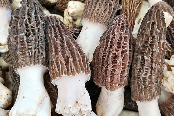 羊肚菌玉米炒松仁的禁忌人群 羊肚菌玉米炒松仁的禁忌人群