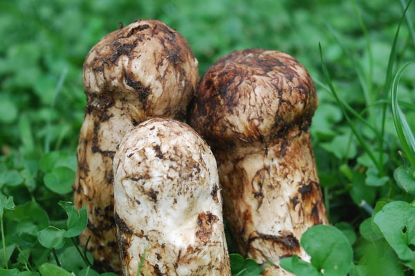 松茸生蟲可以吃嗎 松茸生蟲可以吃嗎