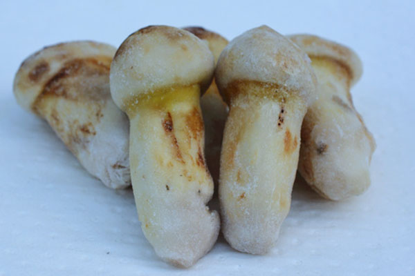 松茸能不能冷凍，松茸長期保存的方法