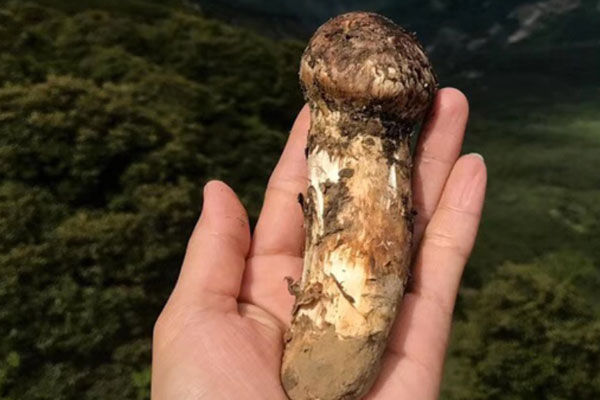 松茸怎么長期保存好
