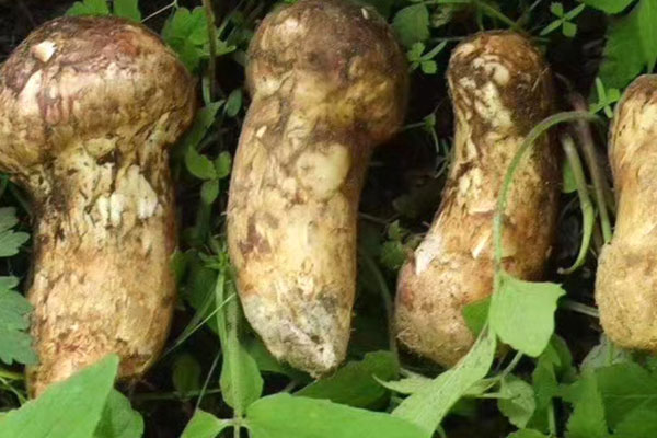 松茸表面的黑膜可以吃嗎