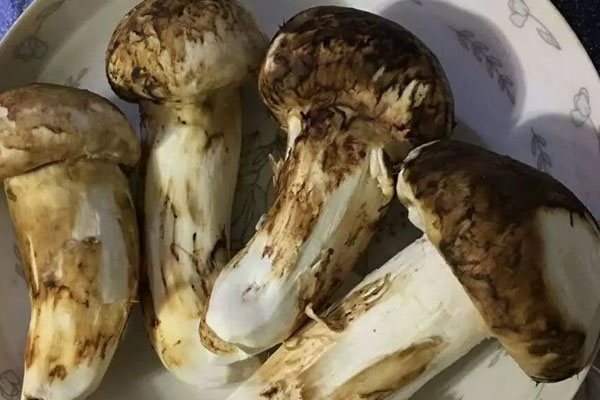 松茸怎么清洗，松茸可以用油炸了保存嗎
