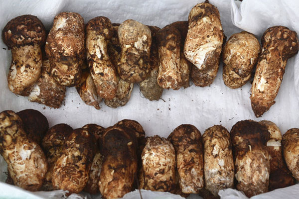 松茸放在泡沫箱里可以放幾天