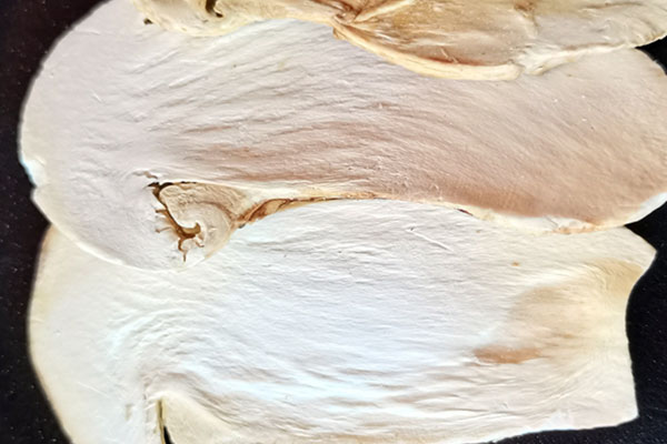 凍干松茸怎么保存，松茸放在泡沫箱里能放幾天