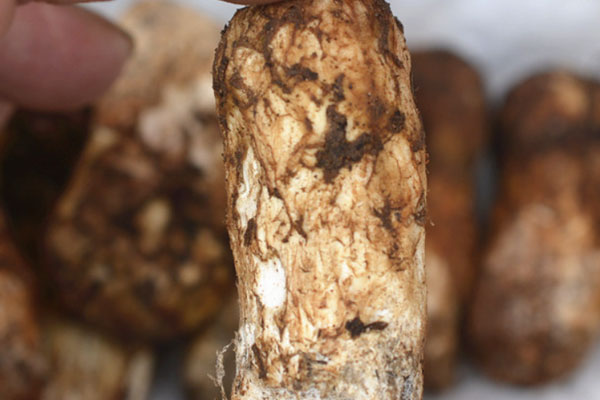 鹽漬松茸能保存多久，松茸在冰箱放了10天還能吃嗎