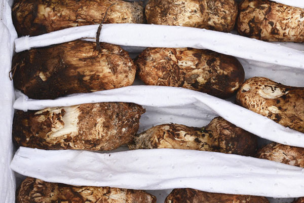 松茸在冰箱放了10天還可以吃嗎