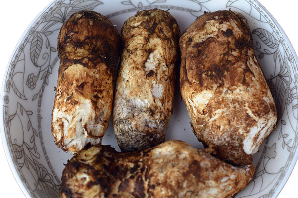 腌制松茸用什么容器好