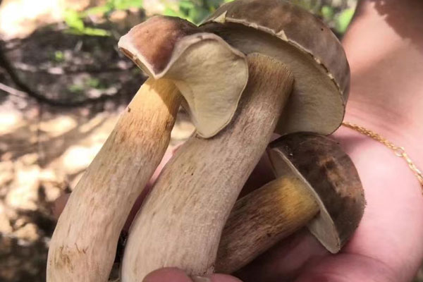 牛肝菌有毒嗎，紅乳牛肝菌發(fā)苦嗎