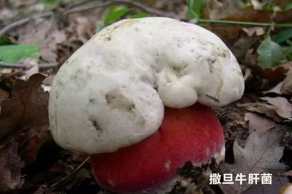 哪種牛肝菌有毒 哪種牛肝菌有毒