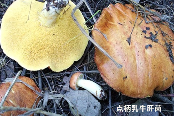 點(diǎn)柄乳牛肝菌有毒嗎，厚環(huán)乳牛肝菌能吃嗎