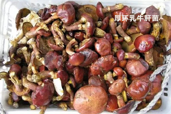 厚環(huán)乳牛肝菌可以吃嗎