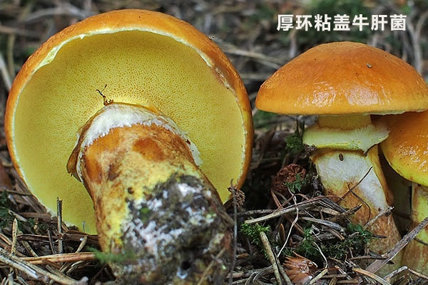 厚環(huán)粘蓋牛肝菌能吃嗎