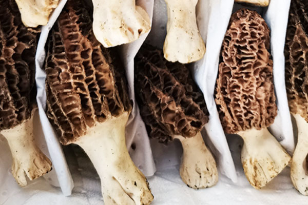 羊肚菌竹蓀蒸娃娃菜的食用禁忌 羊肚菌竹蓀蒸娃娃菜的食用禁忌