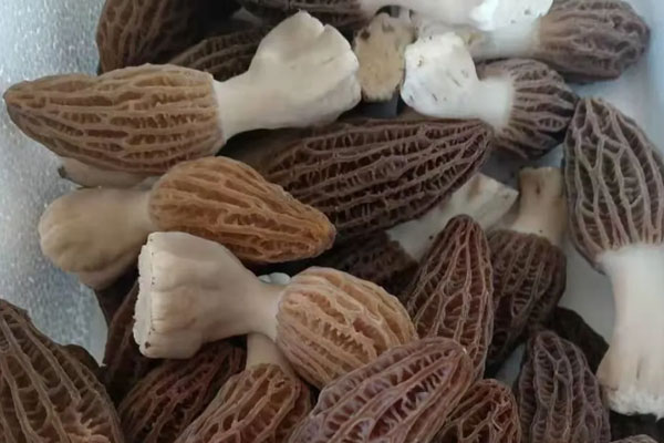 羊肚菌焗關東參的功效作用 羊肚菌焗關東參的功效作用