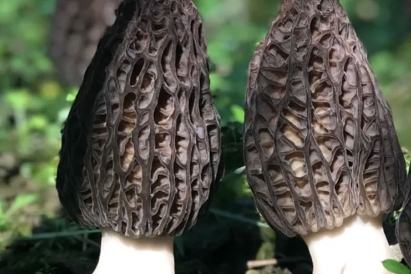 羊肚菌焗關東參的食用禁忌 羊肚菌焗關東參的食用禁忌