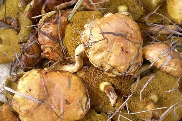 黃粘蓋牛肝菌中毒癥狀，乳黃粘蓋牛肝菌可以吃嗎