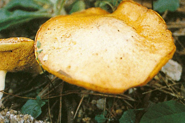 乳黃粘蓋牛肝菌能吃嗎