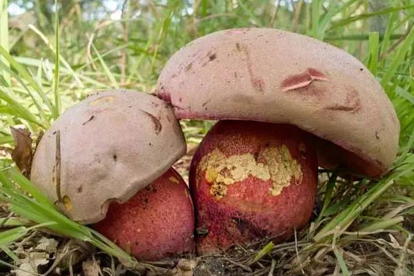 吃了有毒的牛肝菌的中毒癥狀