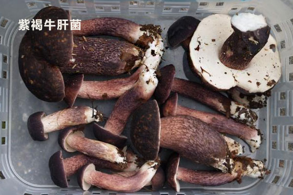 紫褐牛肝菌有沒(méi)有毒