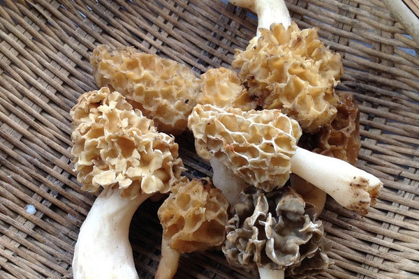 羊肚菌泡椒燜甲魚的營養(yǎng)價(jià)值 羊肚菌泡椒燜甲魚的營養(yǎng)價(jià)值