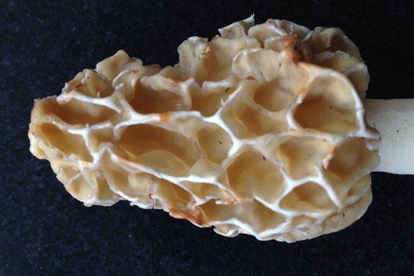 羊肚菌泡椒燜甲魚的食用禁忌 羊肚菌泡椒燜甲魚的食用禁忌