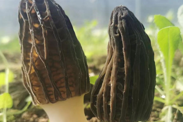 新鮮羊肚菌幾月份有，秋天是不是有野生秋羊肚菌