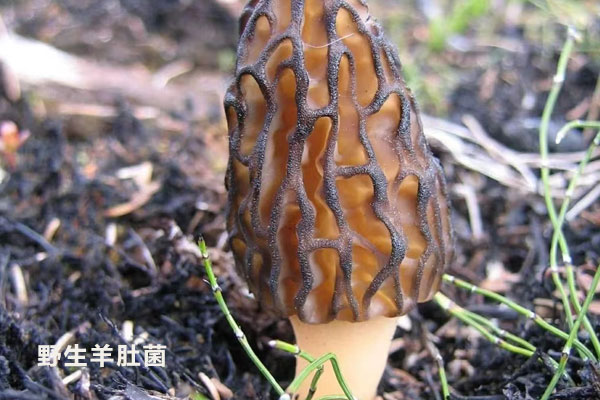 秋天有野生羊肚菌嗎 秋天有野生羊肚菌嗎