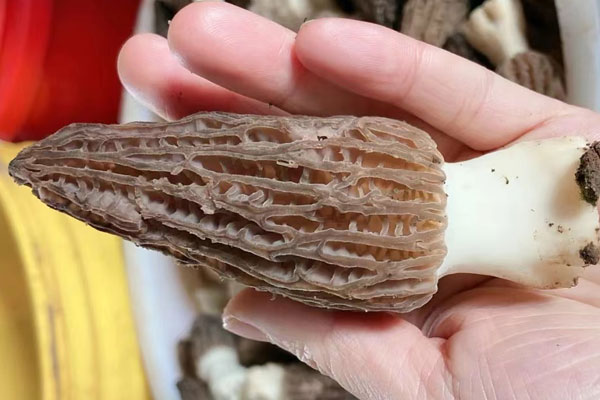 新鮮羊肚菌秋天的好還是春天的好 新鮮羊肚菌秋天的好還是春天的好