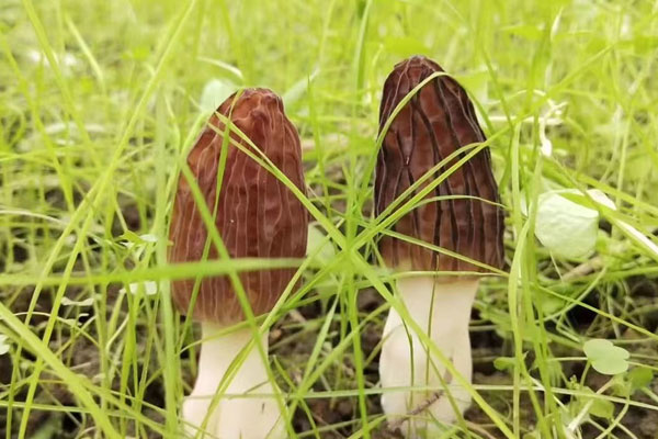 秋天的羊肚菌能吃嗎，羊肚菌秋天的好還是春天的好