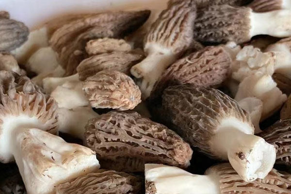 羊肚菌顏色深點好還是淺點好 羊肚菌顏色深點好還是淺點好