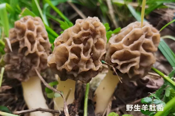 哪里產(chǎn)的野生羊肚菌最好 哪里產(chǎn)的野生羊肚菌最好
