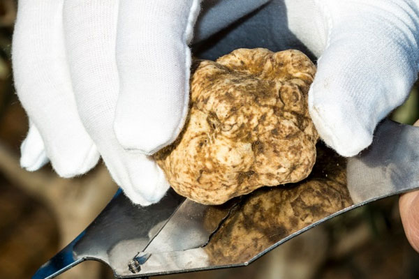 我國哪里產(chǎn)白松露，云南白松露產(chǎn)地