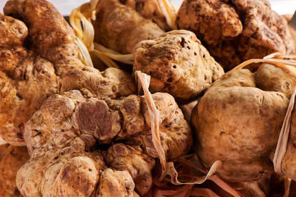 云南出產白松露的地方 云南出產白松露的地方