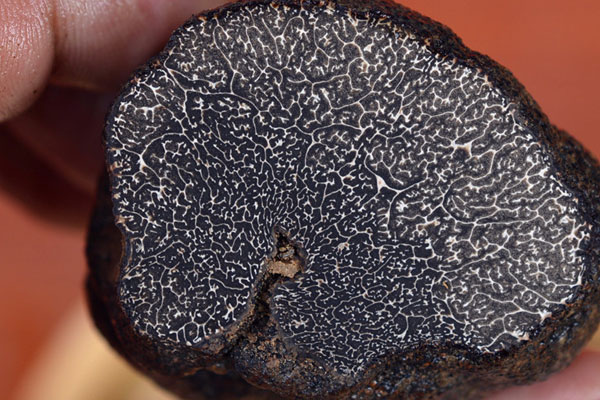 黑松露炒玉米山藥的功效作用 黑松露炒玉米山藥的功效作用