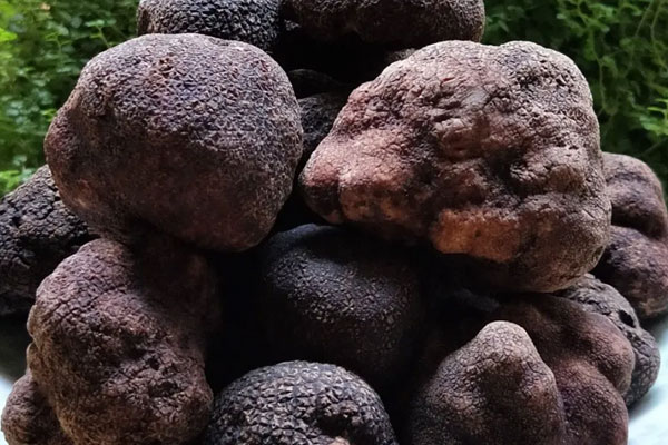黑松露吃起來是脆的嗎，黑松露有股汽油味