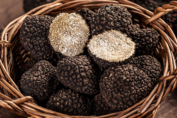 黑松露沒什么香氣，濕熱重的人可以吃松露嗎
