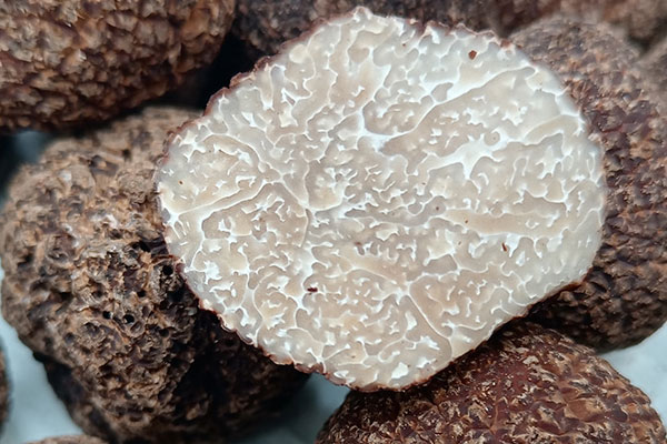 濕氣重的人能吃松露嗎 濕氣重的人能吃松露嗎