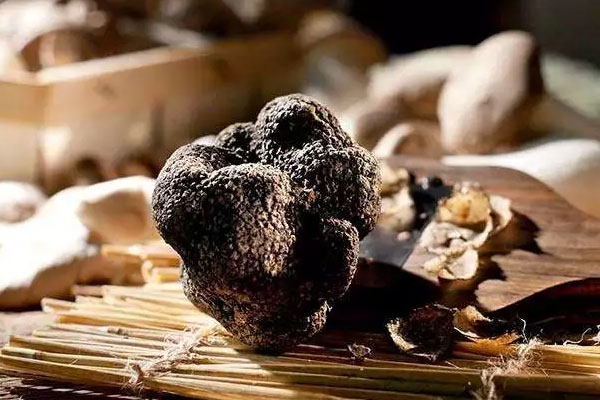 松露搭配哪些藥材好 松露搭配哪些藥材好