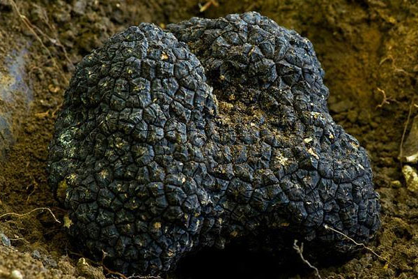 黑松露煮粥的做法 黑松露煮粥的做法