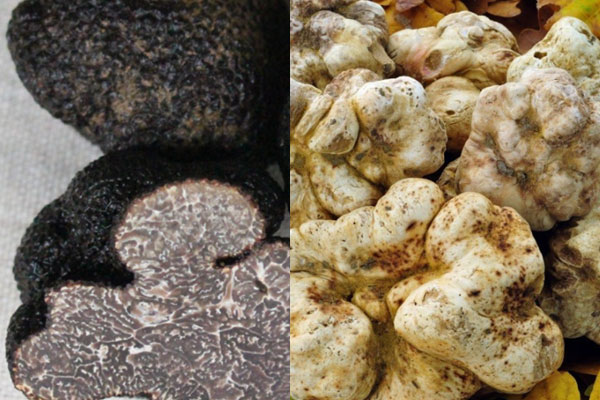 白松露和黑松露哪個(gè)好 白松露和黑松露哪個(gè)好