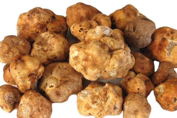 白松露的產(chǎn)量多嗎 白松露的產(chǎn)量多嗎