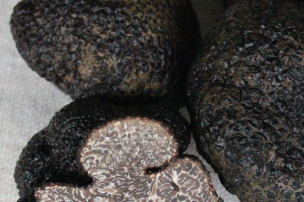 云南松露好嗎 云南松露好嗎