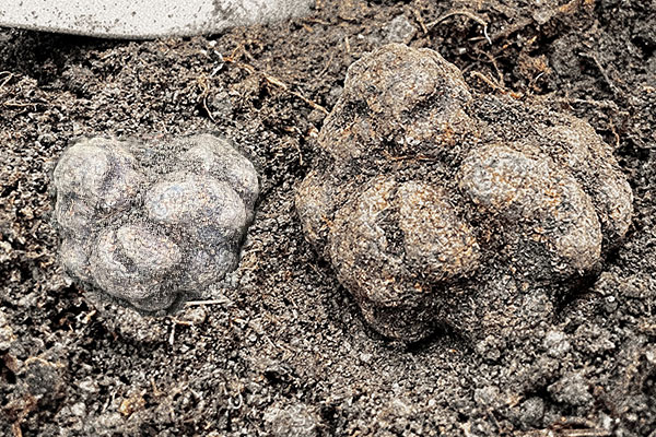 甲狀腺可以吃黑松露嗎，手術后可以吃黑松露嗎