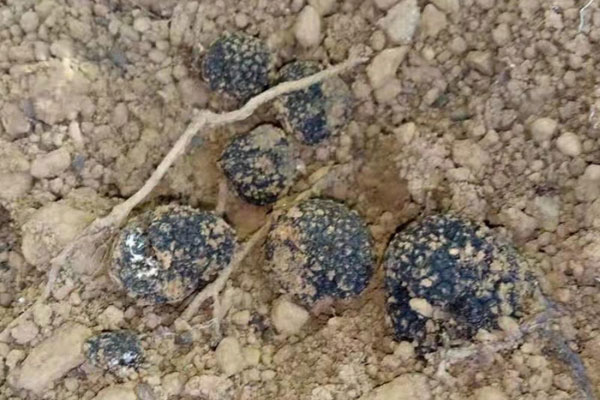 黑松露要去皮嗎，黑松露被刨壞了還能吃嗎